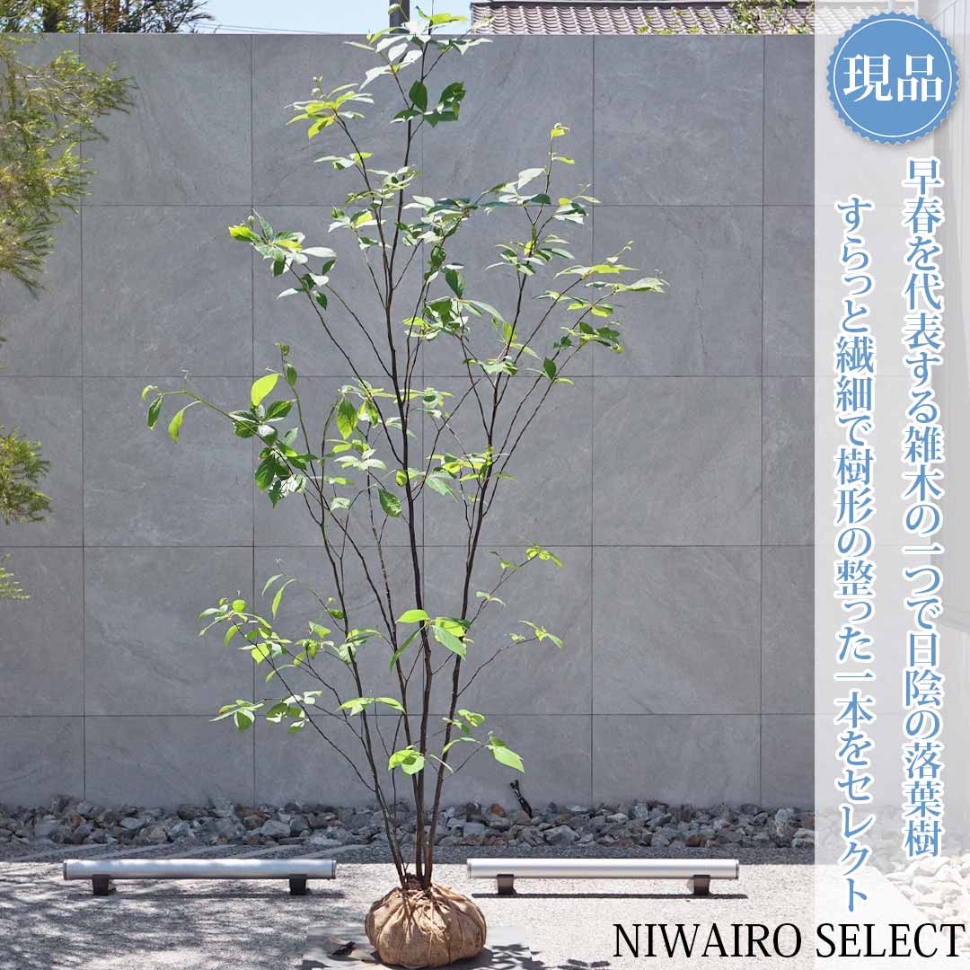 一般受け樹種