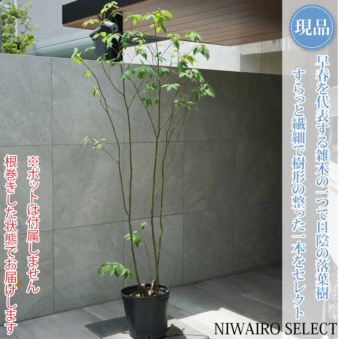 【現品】山採り【クロモジ】黒文字 株立ち 自然風樹形　樹高H≒185 &times; 枝張W≒90cm　低木 落葉樹 シンボルツリー 植木 庭木 樹木 植栽 和風 洋風 ガーデニング おしゃれ【送料無料】｜にわいろSELECT