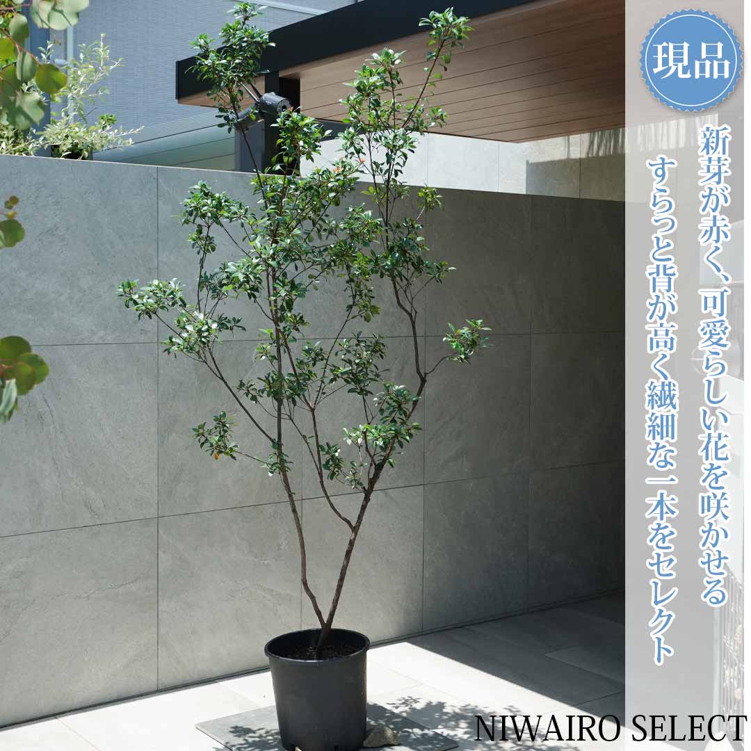 【現品】【姫シャリンバイ】ヒメシャリンバイ 本株立ち 自然風樹形　樹高H≒200 &times; 枝張W≒110cm　低木 常緑樹 シンボルツリー 植木 庭木 樹木 植栽 和風 洋風 ガーデニング おしゃれ【送料無料】｜にわいろSELECT