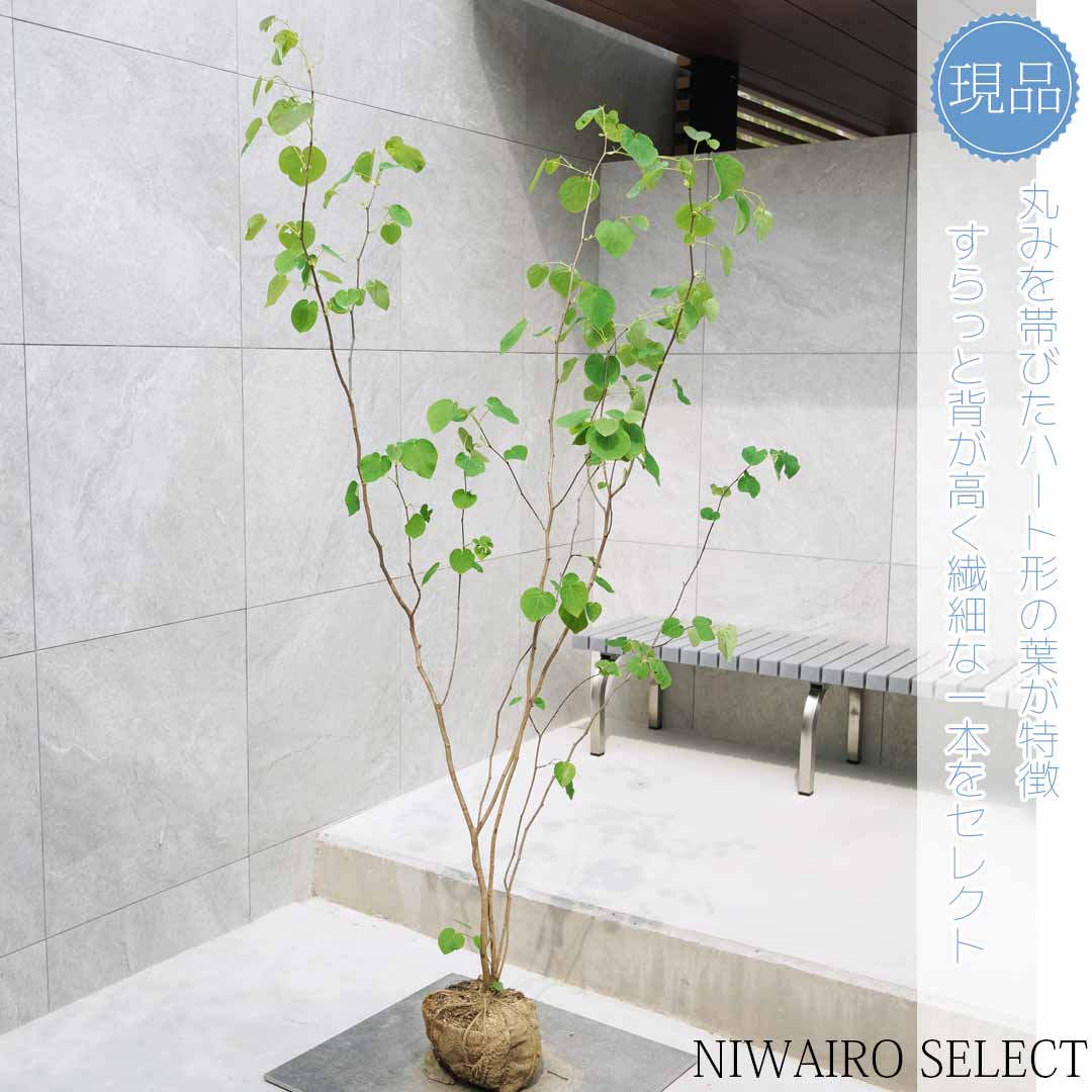 楽天市場】【現品】山採り【クロモジ】黒文字 株立ち 自然風樹形