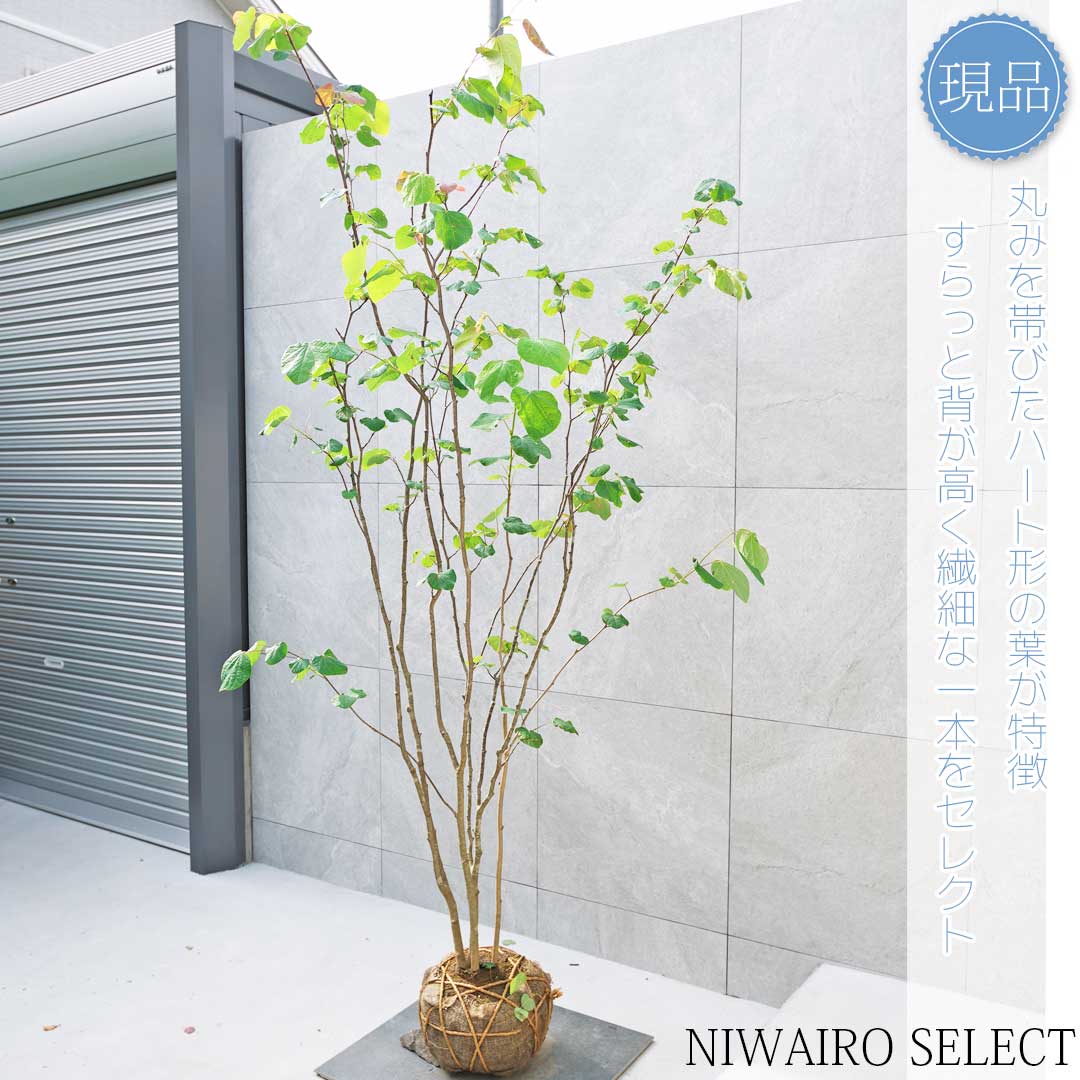 masuma 逸品。自然樹形 マルバノキ株立2.1M(鉢底から)品番C masuma 逸品。自然樹形 マルバノキ株立2.1M(鉢底から)品番C