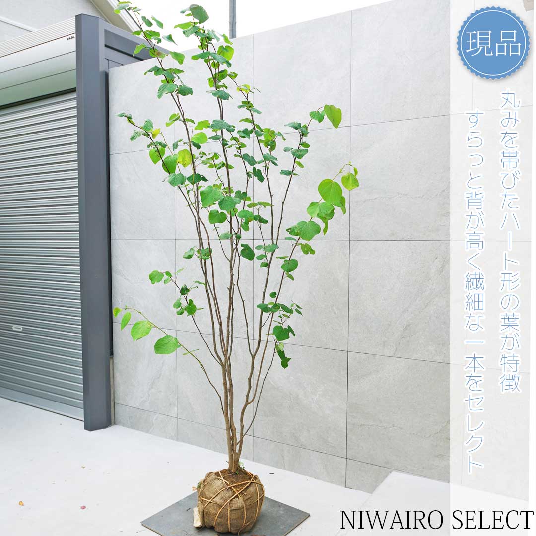 楽天市場】【現品】【マルバノキ】ベニマンサク 紅万作 株立ち