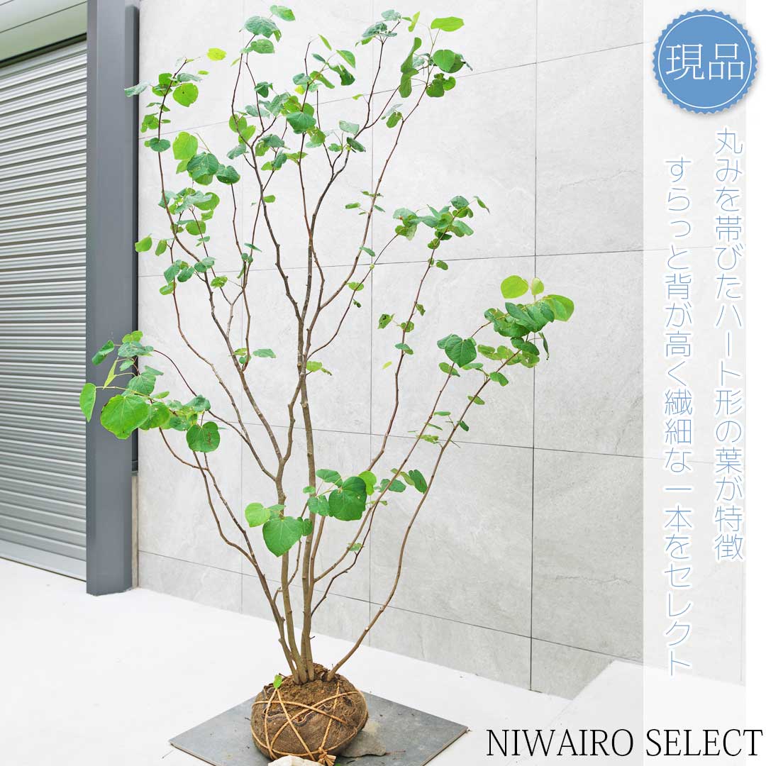 楽天市場】【現品】【マルバノキ】ベニマンサク 紅万作 株立ち 自然風