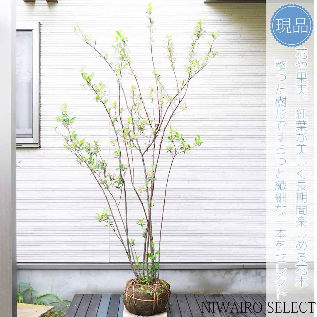 ドウダンツツジ 株立ち 自然樹形 - 植物/観葉植物