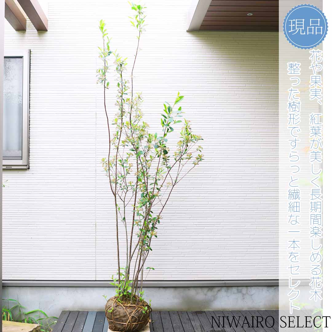 楽天市場】【現品発送】アロニア(チョコレートベリー) 株立ち 樹高1.3