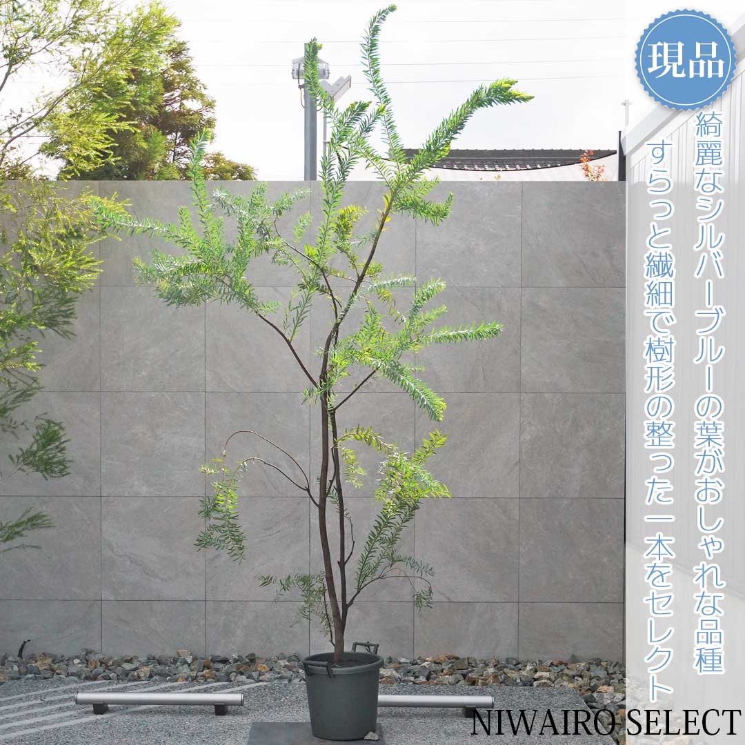 楽天市場】【アカシア】 サンカクバアカシア 三角葉 オージープランツ