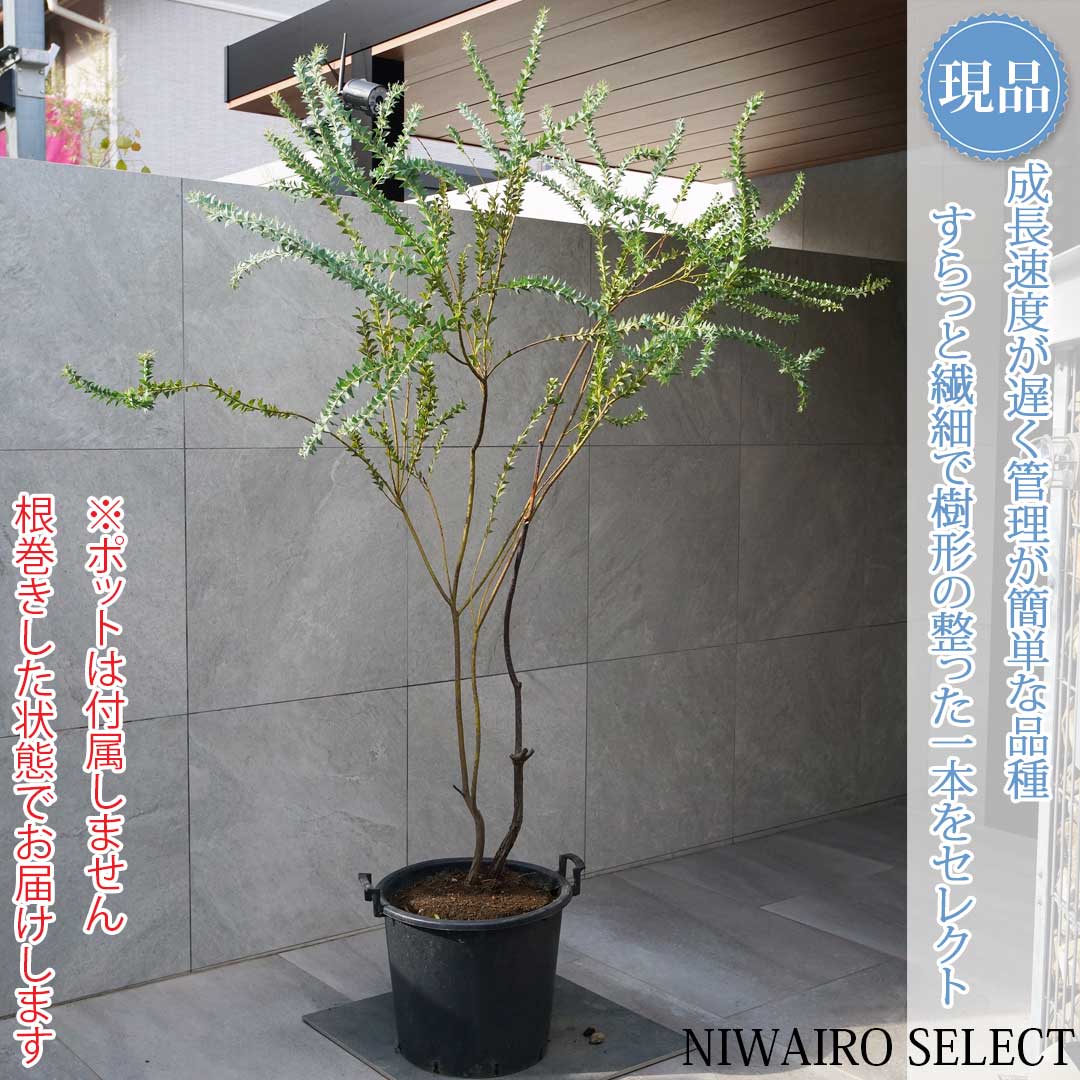 一般受け樹種