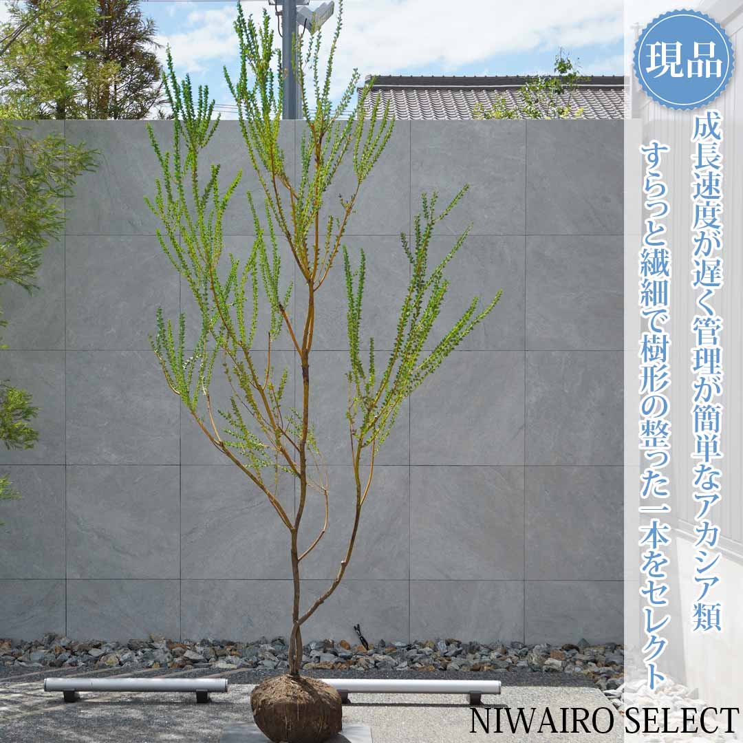 一般受け樹種