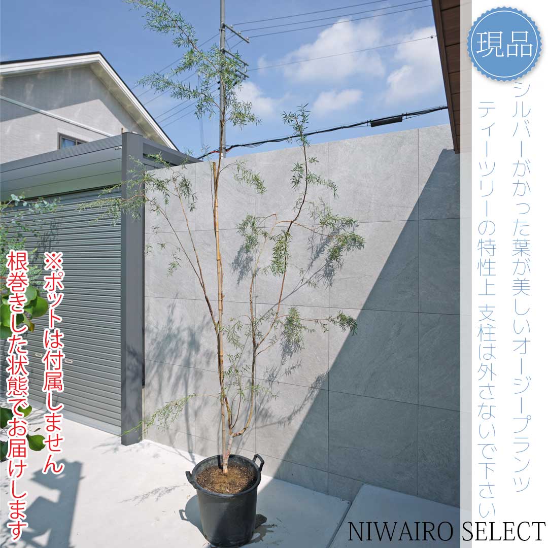 シルバーティーツリー　株立ち　大型商品 楽天市場】【現品発送】シルバーティーツリー レプトスペルマム