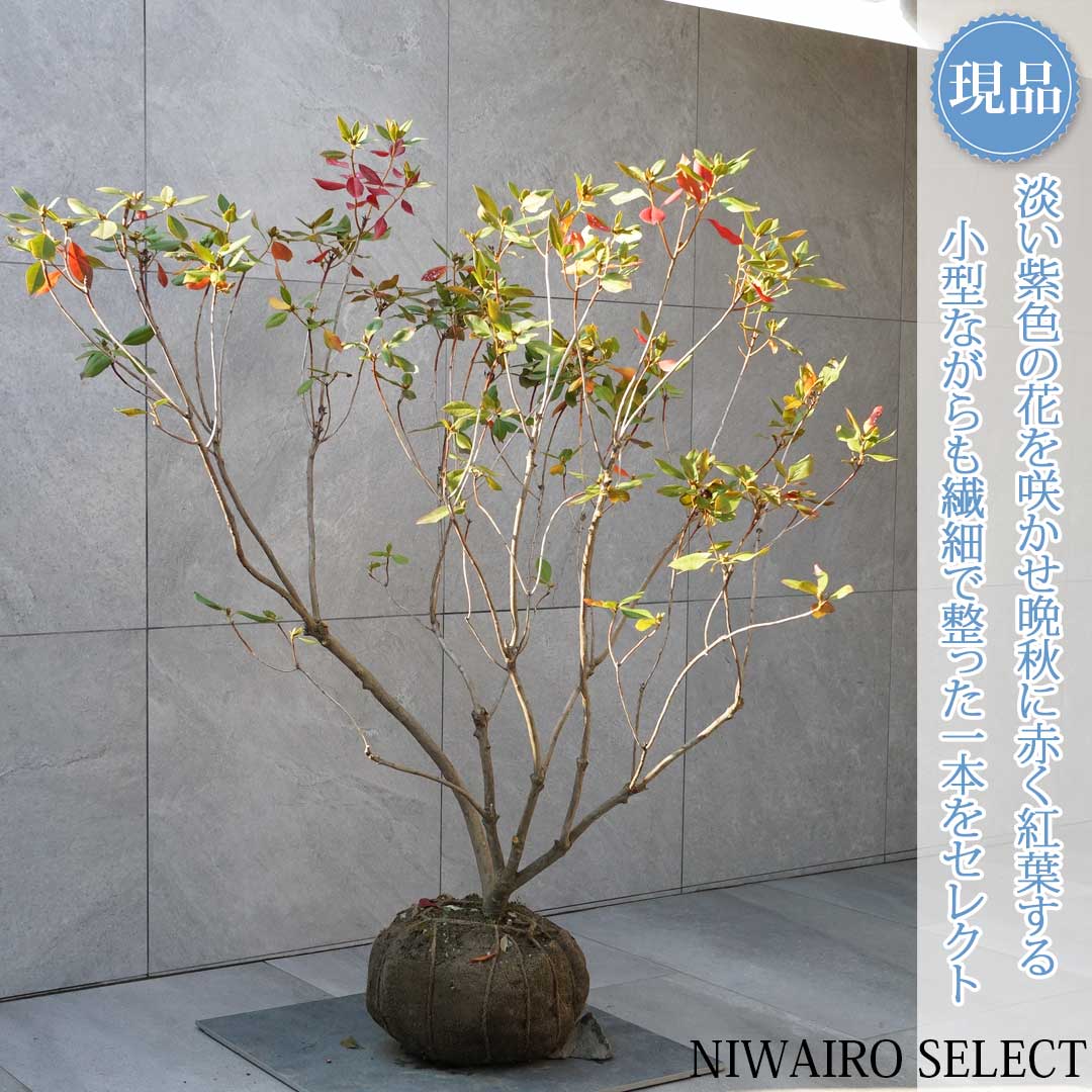 一般受け樹種