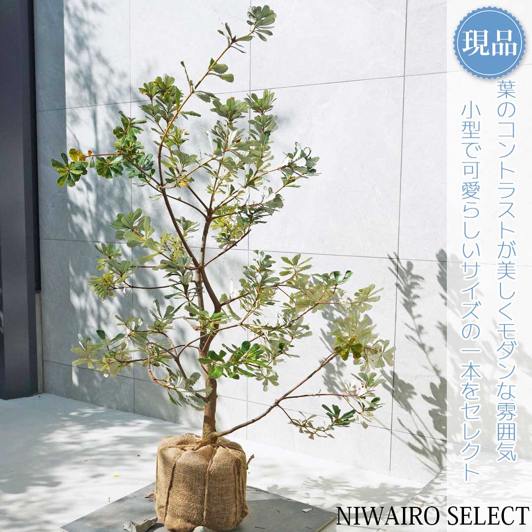 楽天市場】【現品発送】グレビレア バンクシー 8号樹高1.8-2.1m(鉢底