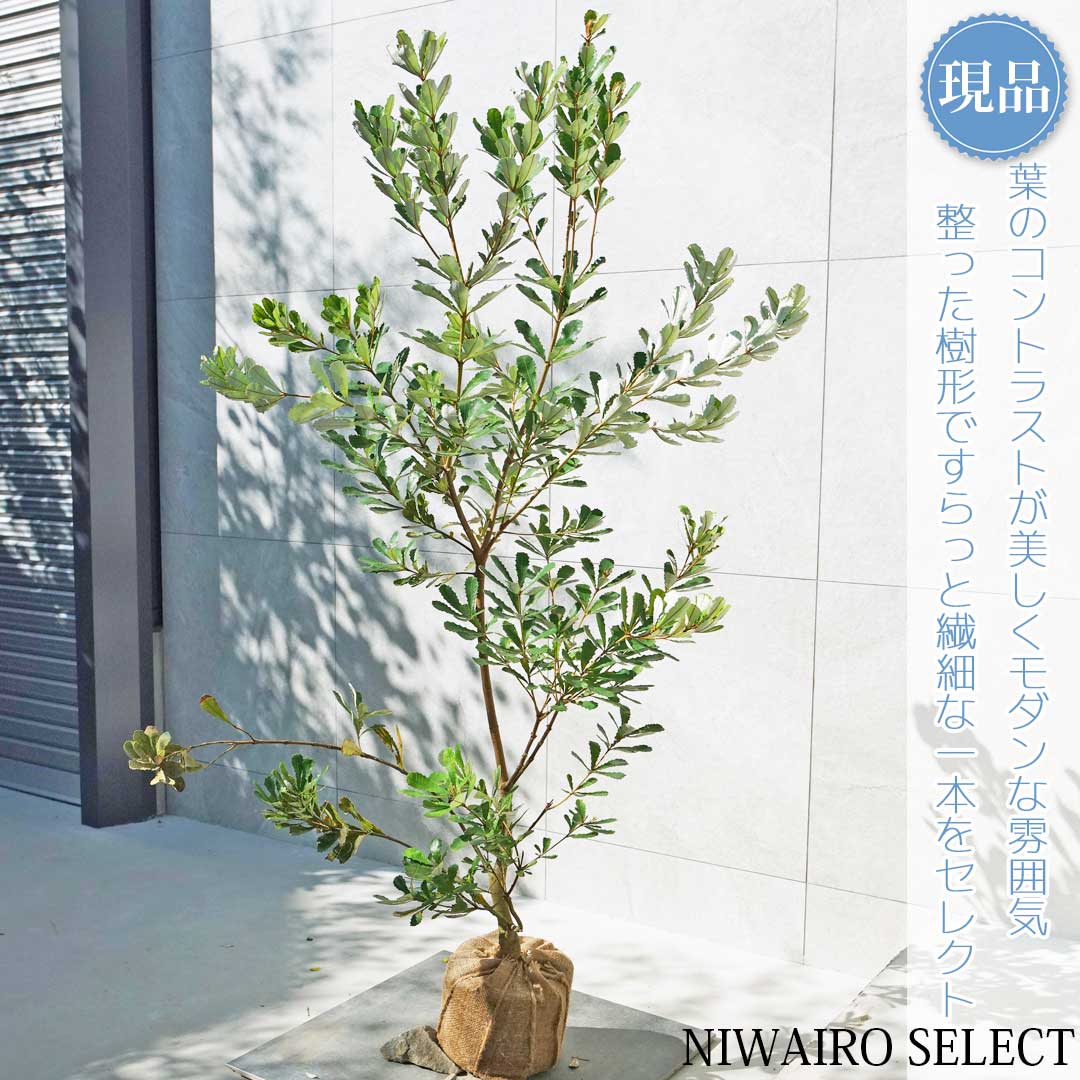 楽天市場】【現品発送】グレビレア バンクシー 8号樹高1.8-2.1m(鉢底