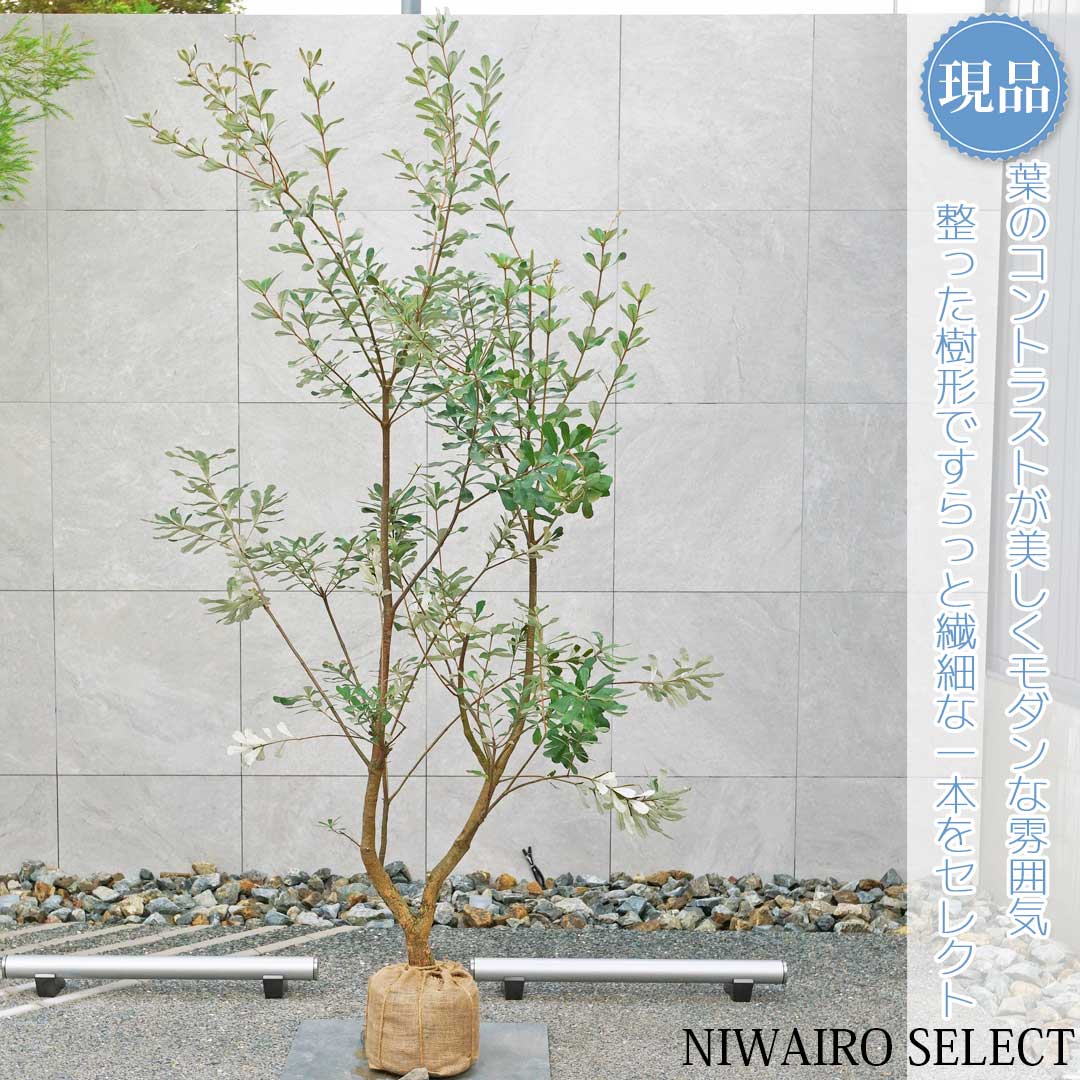 楽天市場】【現品発送】グレビレア バンクシー 8号樹高1.8-2.1m(鉢底