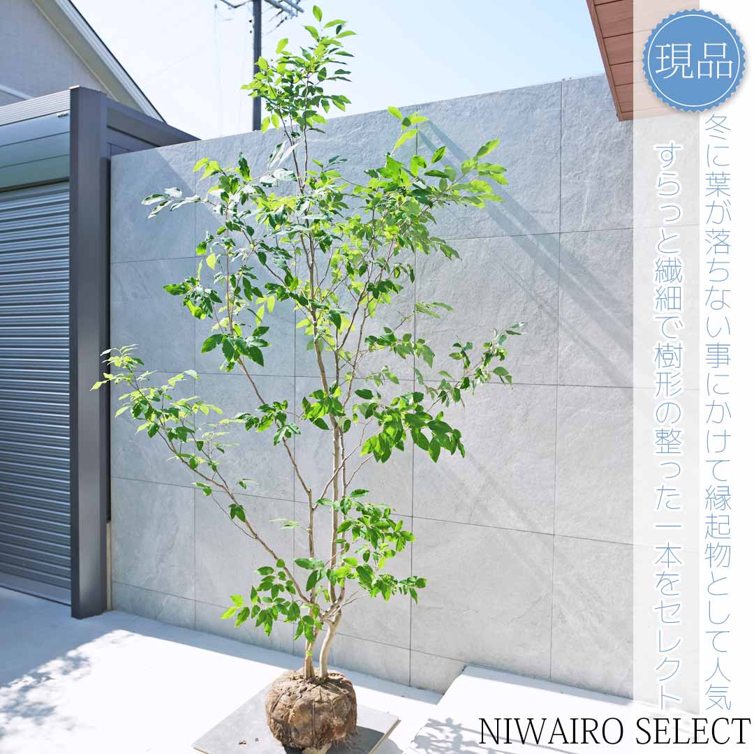 90 山採り　ヤマコウバシ 90 山採り ヤマコウバシ
