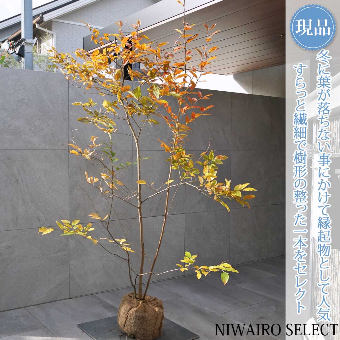 90 山採り ヤマコウバシ DSC02030.jpg