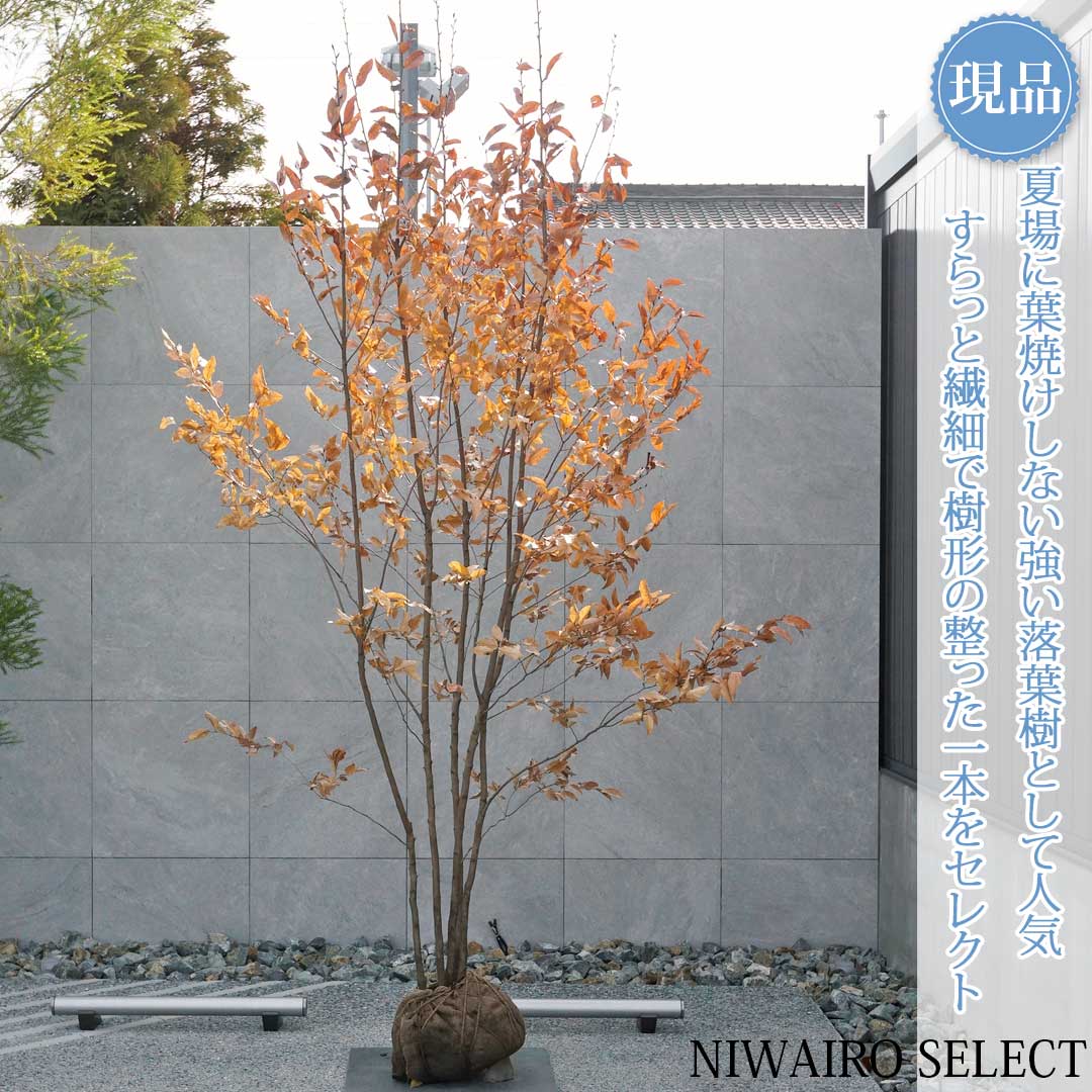 楽天市場】【ヤマコウバシ】山香ばし 自然樹形 樹高H≒230 × 枝張W