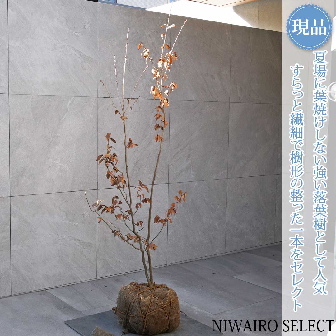 楽天市場】【ヤマコウバシ】山香ばし 自然樹形 樹高H≒230 × 枝張W