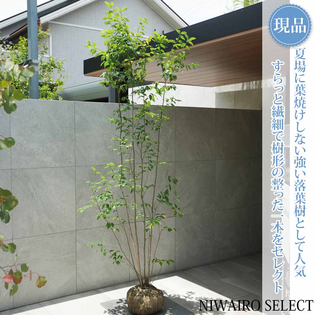 一般受け樹種