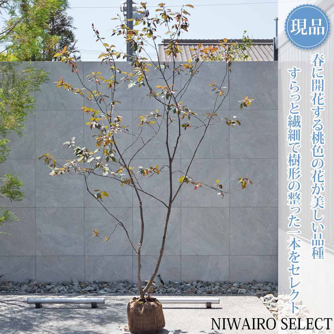 一般受け樹種