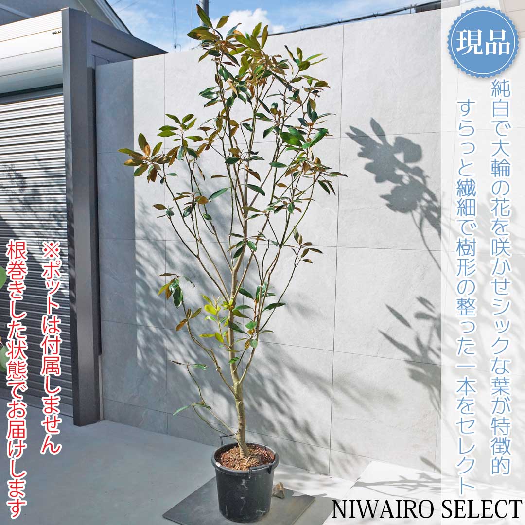 楽天市場】【現品発送】斑入りタイサンボク 苗木 8号セラアート