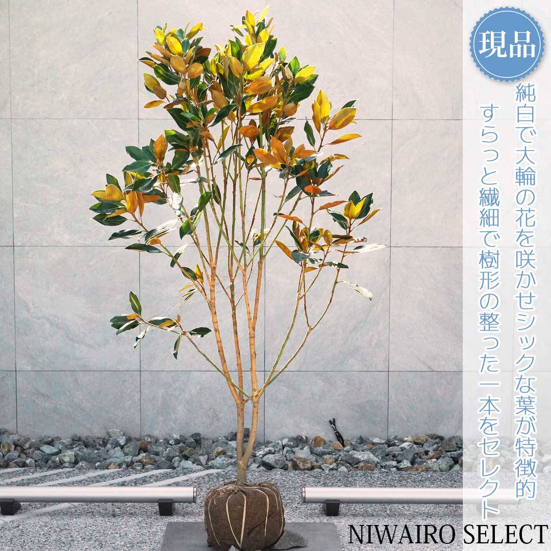 楽天市場】【現品】四季咲きタイサンボク リトルジェム 泰山木 苗木 8