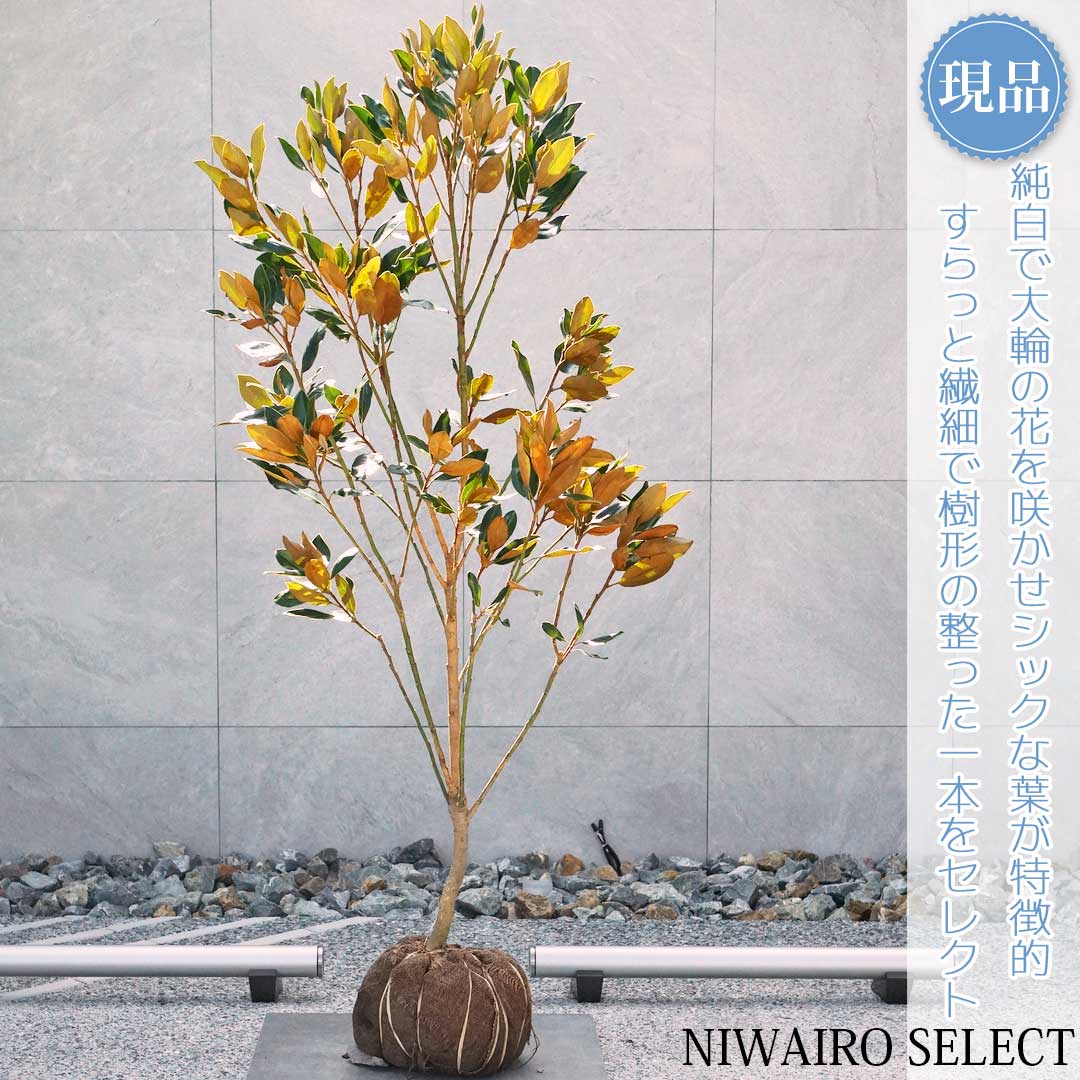 美形。リトルジェム1.0M(鉢底から) 美形。リトルジェム1.0M(鉢底から)