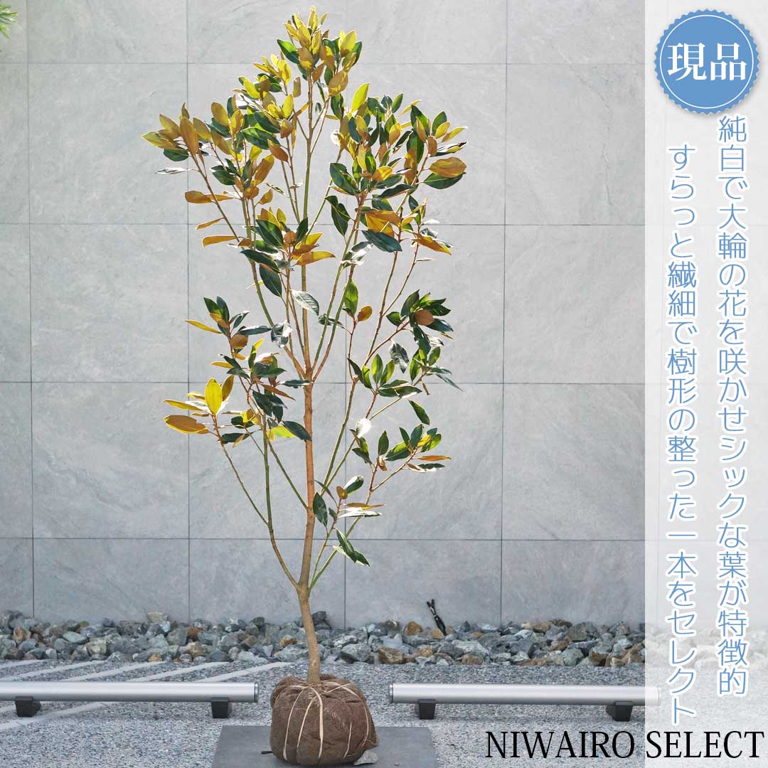 美形。リトルジェム1.0M(鉢底から) 美形。優良リトルジェム1.0M(鉢底から)※ラスト1本です