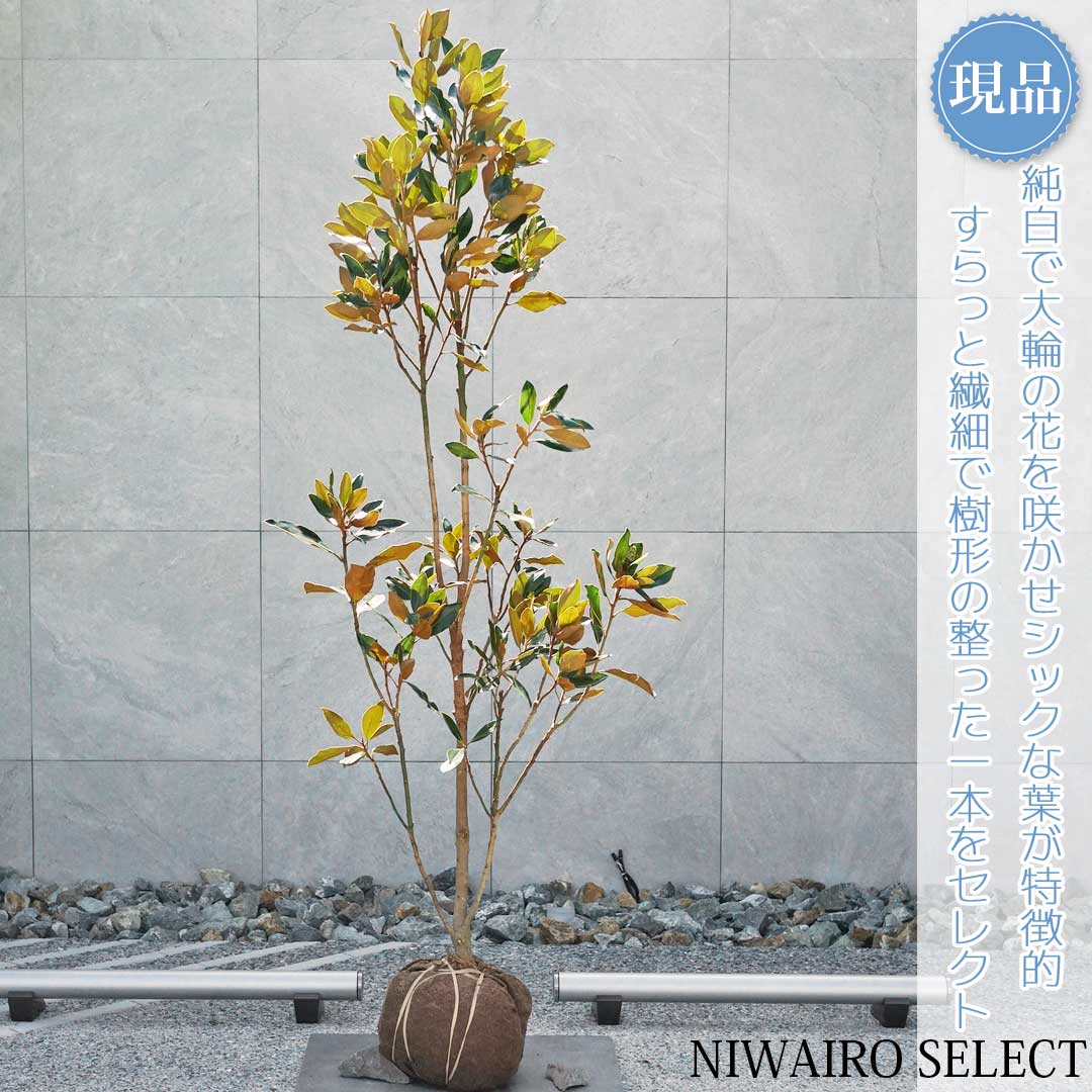 9. リトルジェム マグノリア 泰山木 タイサンボク 苗 苗木 小型品種 9. リトルジェム マグノリア 泰山木 タイサンボク 苗 苗木 小型