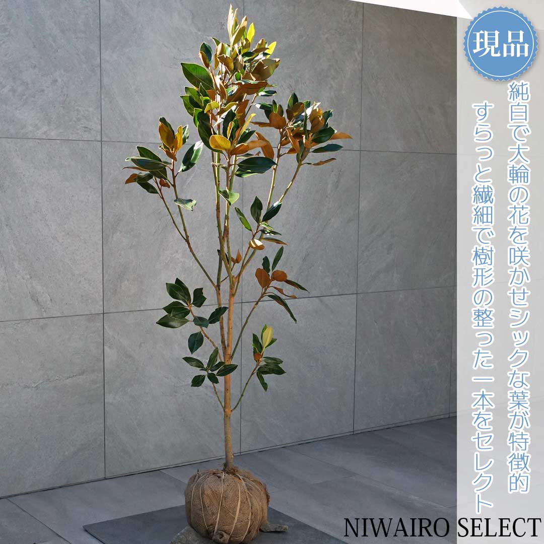 楽天市場】【現品発送】タイサンボク（リトルジェム）樹高1.0