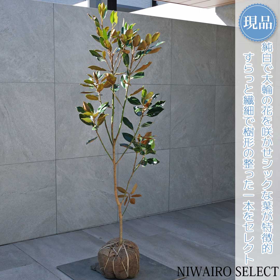 美形。優良リトルジェム1.0M(鉢底から)※ラスト1本です 楽天市場】【現品発送】タイサンボク（リトルジェム）樹高1.0-1.2m(根