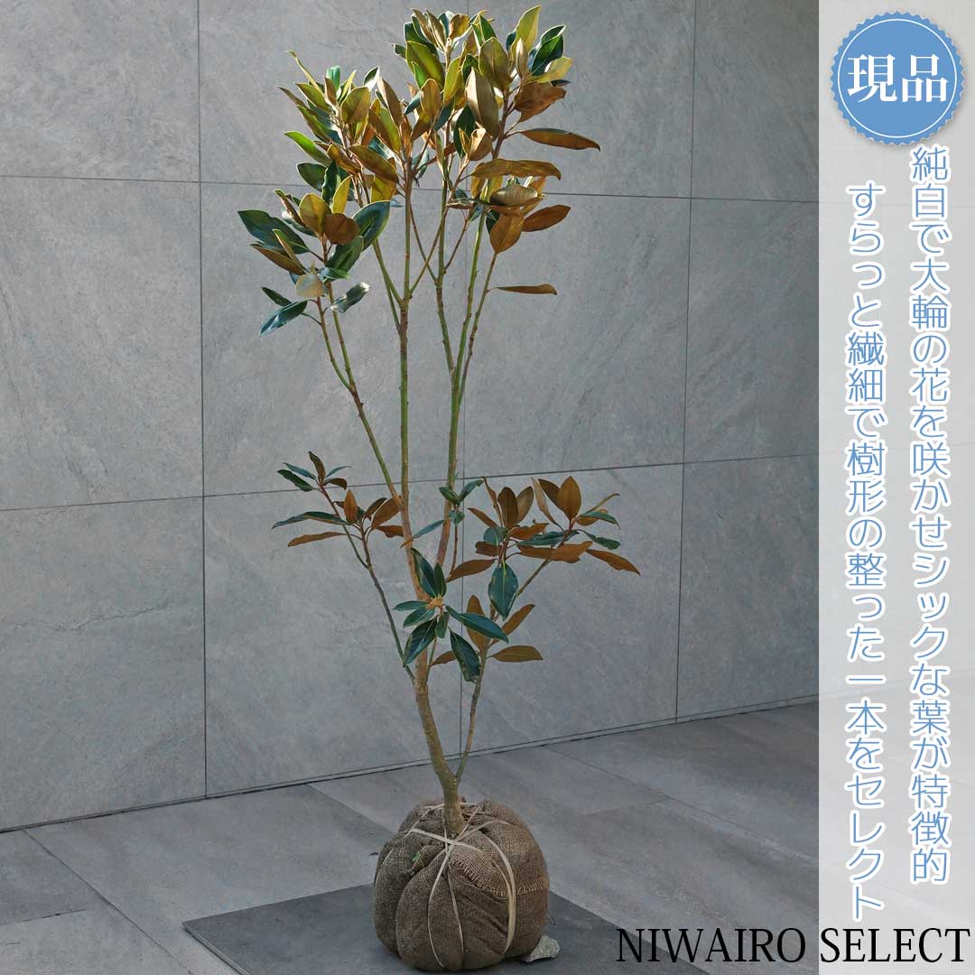 美形。優良リトルジェム1.0M(鉢底から)※ラスト1本です 楽天市場】【現品発送】タイサンボク（リトルジェム）樹高1.0
