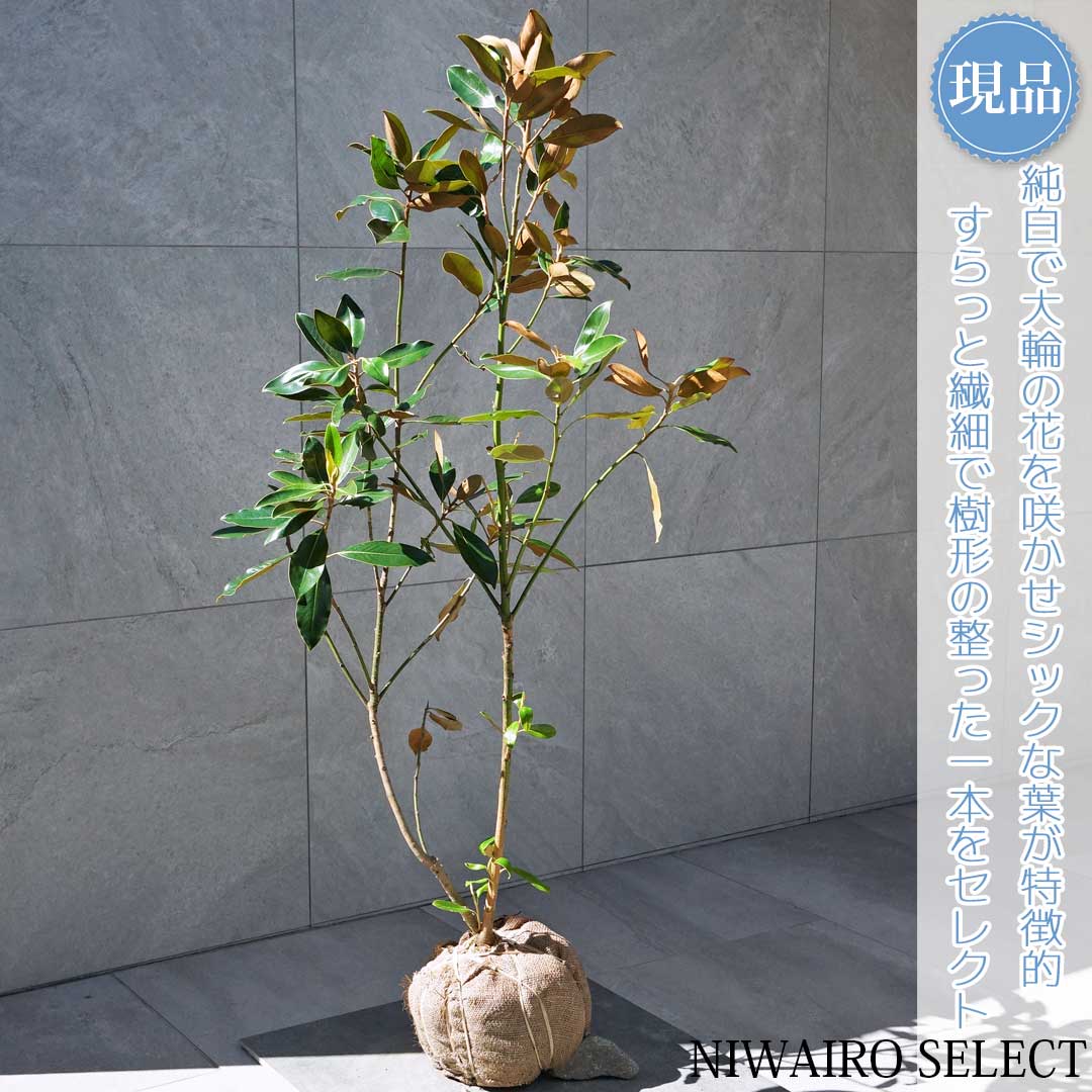 楽天市場】タイサンボク 苗 【リトルジェム （矮性）】 幼苗 泰山木