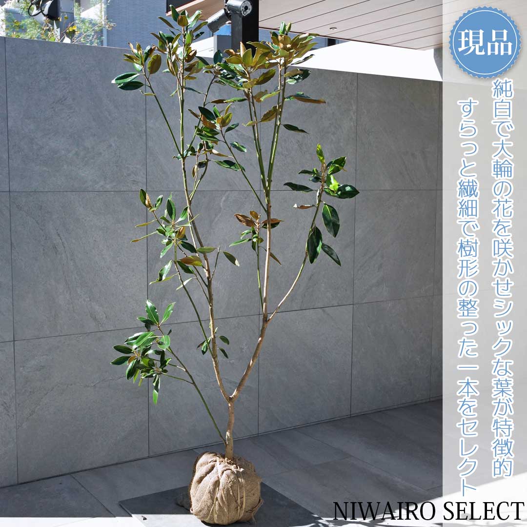 楽天市場】【現品発送】タイサンボク（リトルジェム）樹高1.0-1.2m(根