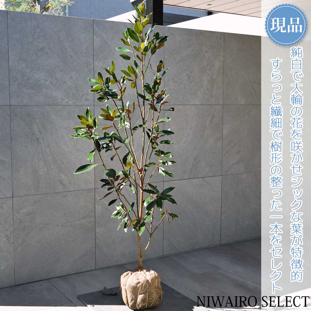 楽天市場】【現品発送】タイサンボク（リトルジェム）樹高1.0