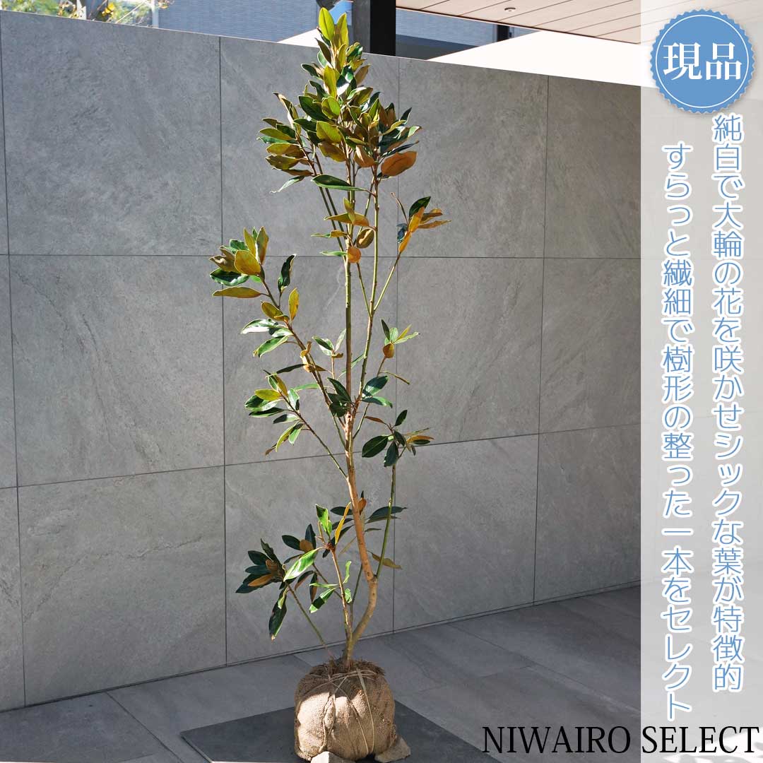 楽天市場】タイサンボク 苗 【リトルジェム （矮性）】 幼苗 泰山木