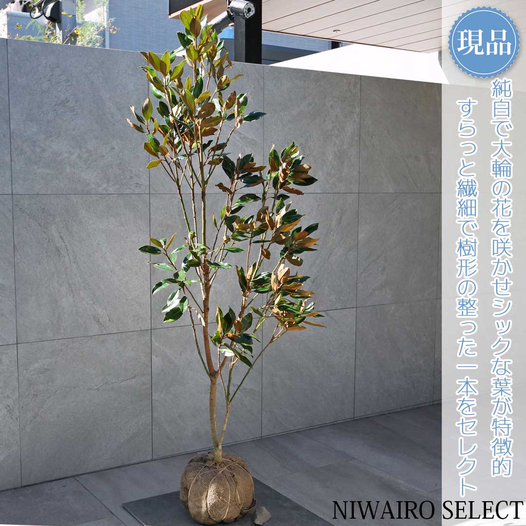 楽天市場】【現品発送】タイサンボク（リトルジェム）樹高1.0