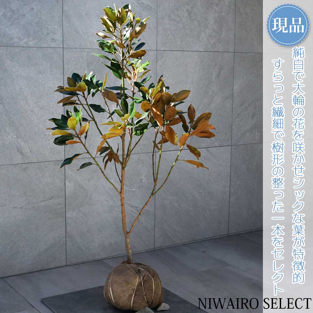 美形。優良リトルジェム1.0M(鉢底から)※ラスト1本です 美形。優良リトルジェム1.0M(鉢底から)※ラスト1本です