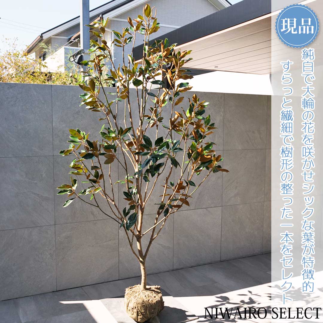 楽天市場】【現品発送】タイサンボク（リトルジェム）樹高1.0-1.2m(根