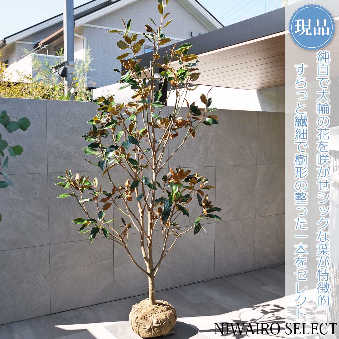 美形。優良リトルジェム1.0M(鉢底から)※ラスト1本です 美形。リトル