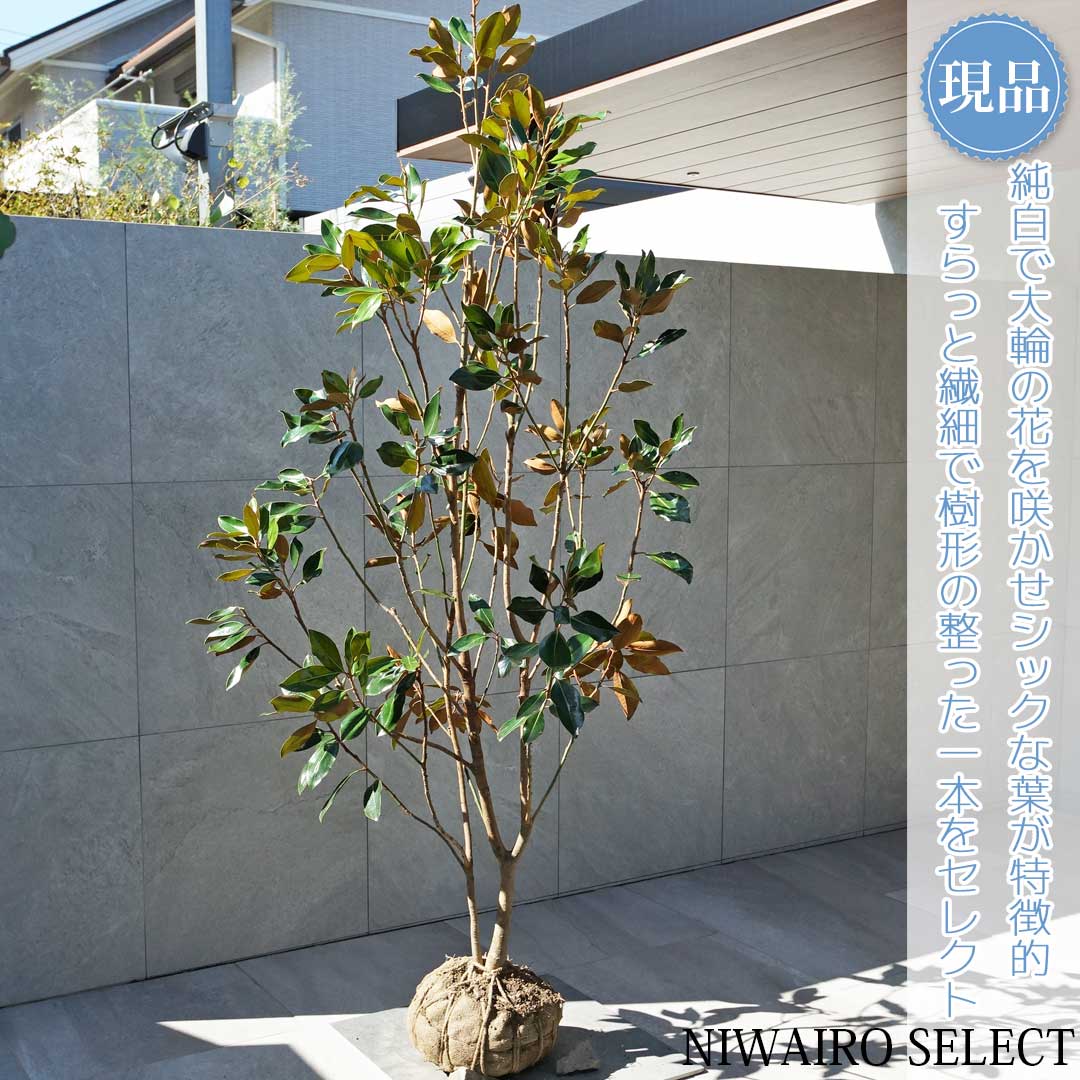 9. リトルジェム マグノリア 泰山木 タイサンボク 苗 苗木 小型品種 楽天市場】【現品発送】四季咲きタイサンボク リトルジェム 苗木