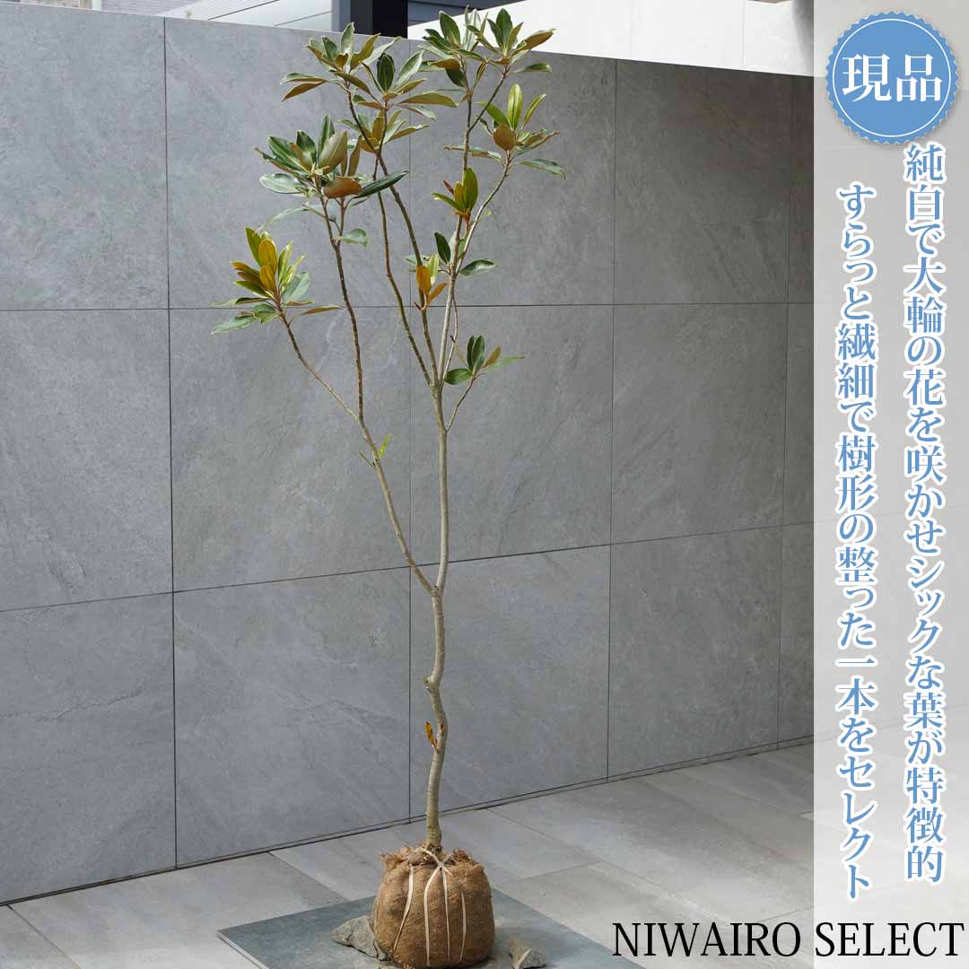 楽天市場】【リトルジェム】 タイサンボク 自然風樹形 樹高H≒205 × 枝