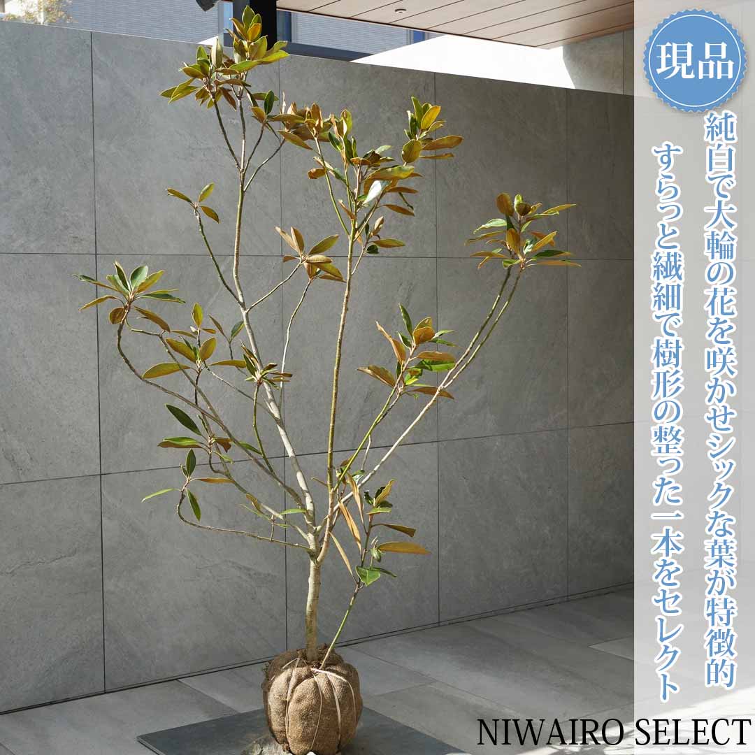 一般受け樹種