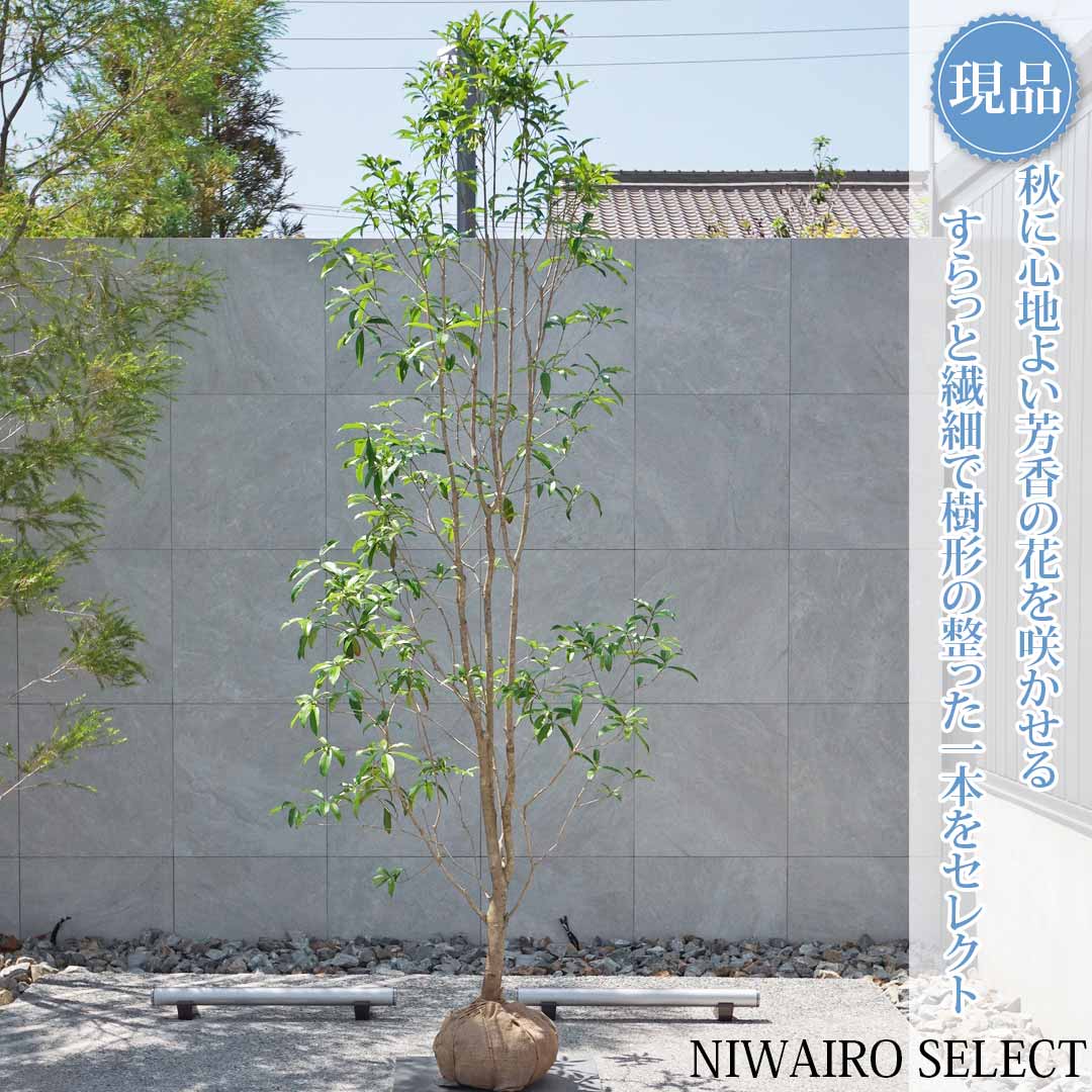 一般受け樹種