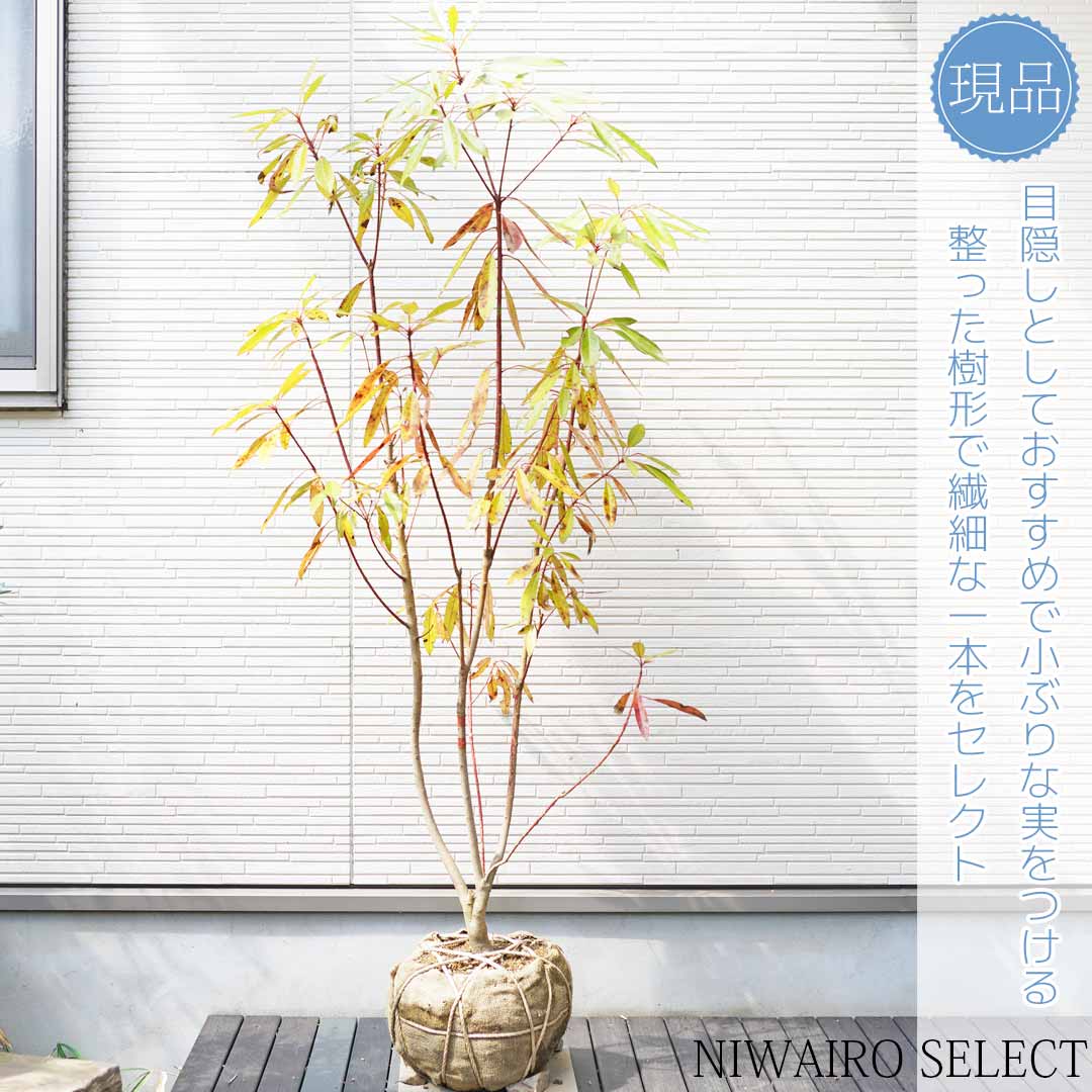 ツリバナマユミ60センチの通販 by ランド834's shop｜ラクマ