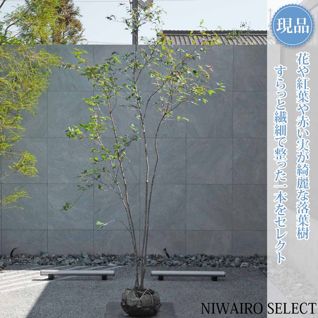 一般受け樹種