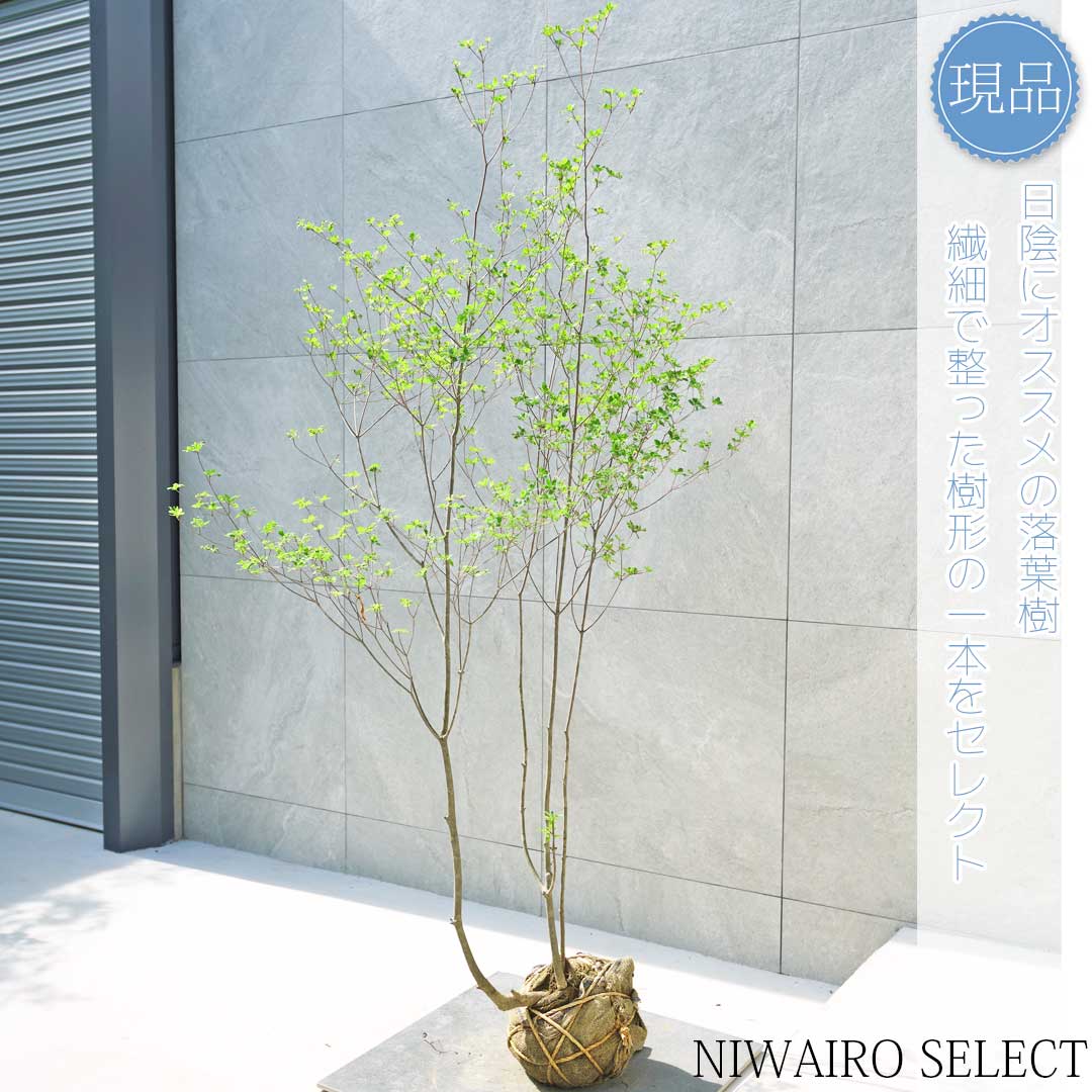 楽天市場】【現品】山採り【ハイノキ】株立ち 自然風樹形 樹高H≒190