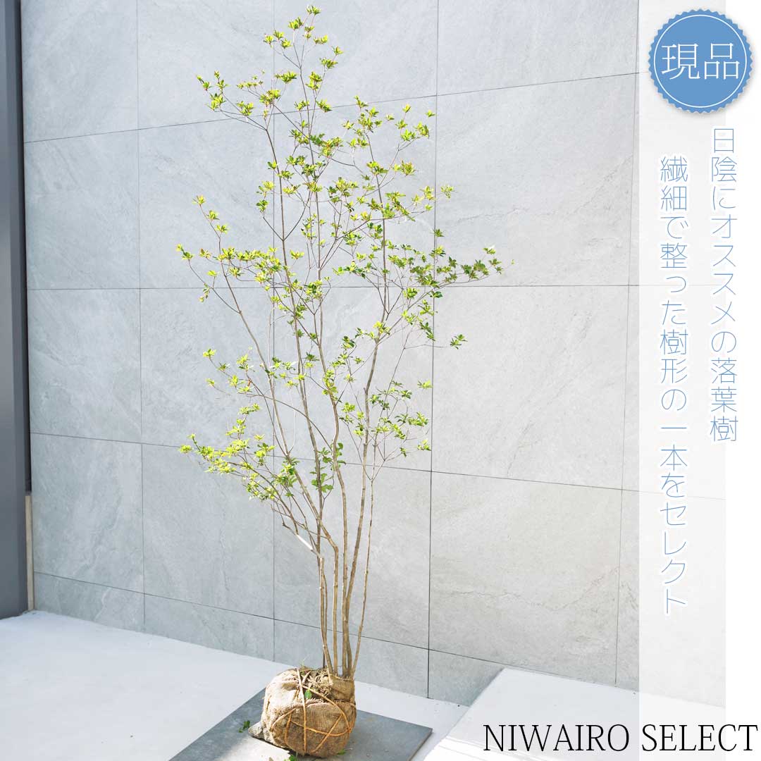 キ*コ様 山採りアブラツツジ　アブ2 H200cm W65cm 楽天市場】【現品】山採り【アブラツツジ】アブラドウダンツツジ