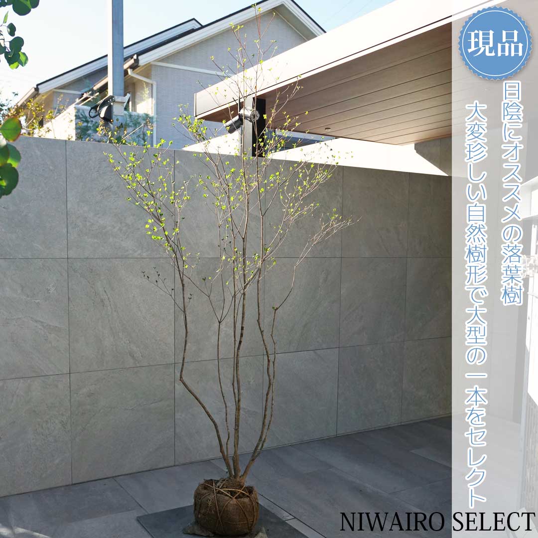 楽天市場】【現品】山採り【大型アブラツツジ】アブラドウダンツツジ