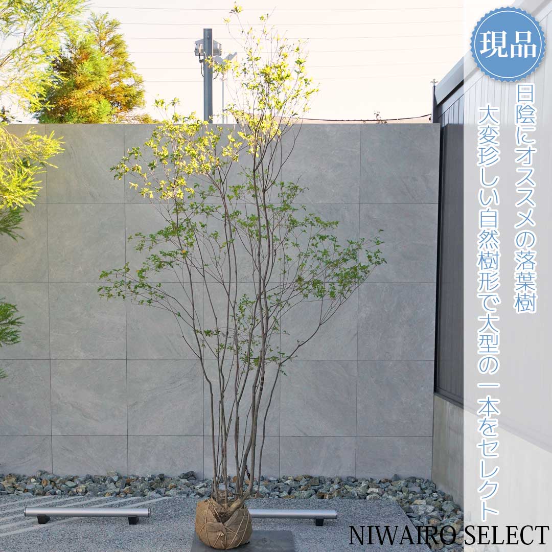 楽天市場】【現品】山採り【大型アブラツツジ】アブラドウダンツツジ