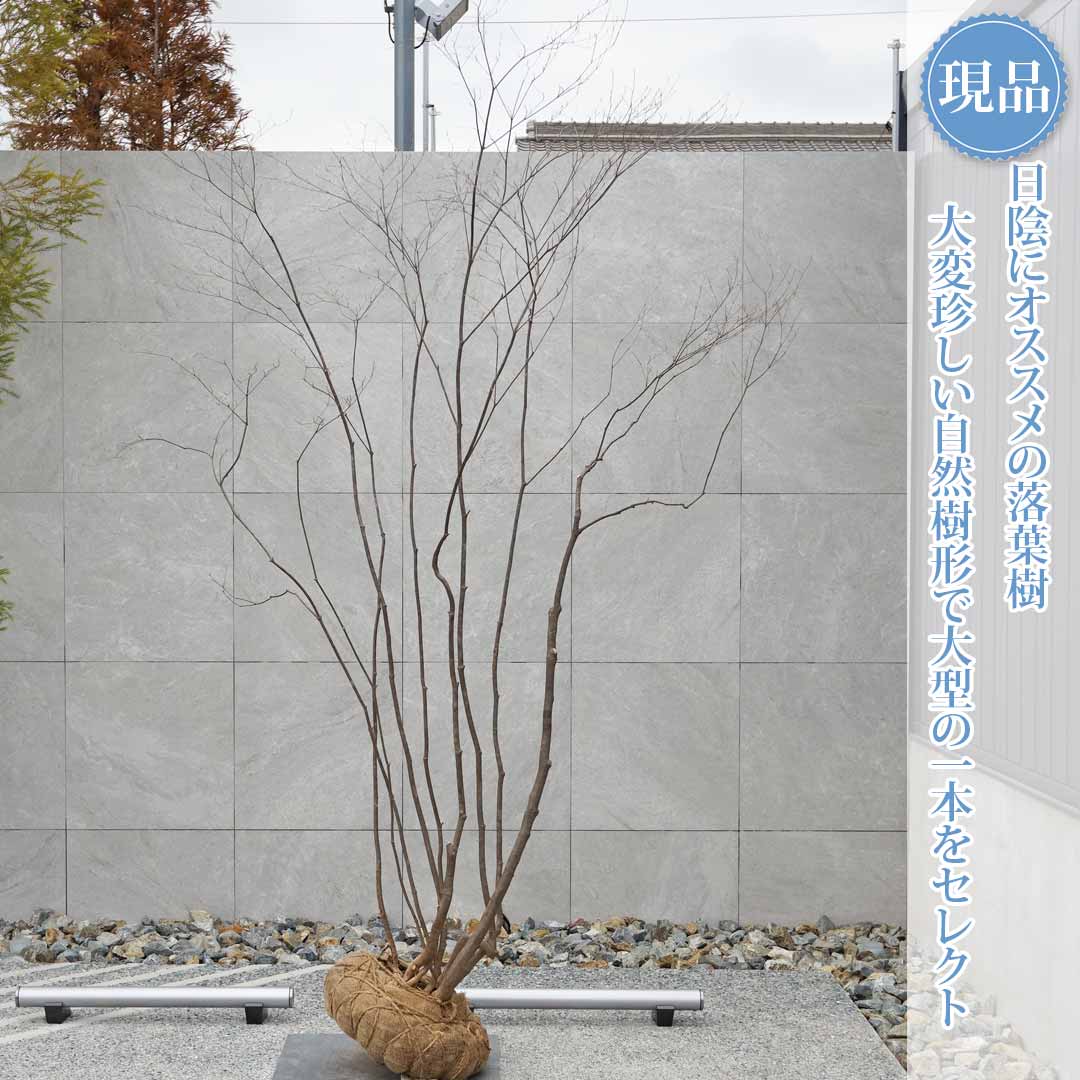 楽天市場】【現品】山採り【大型アブラツツジ】アブラドウダンツツジ